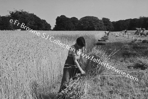 HARVESTING WHEAT